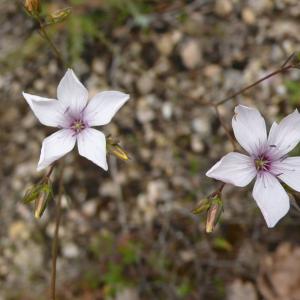 Photographie n°2426494 du taxon Linum tenuifolium L. [1753]