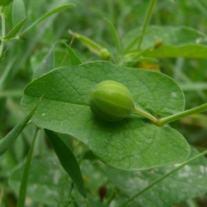 Photographie n°2426505 du taxon Aristolochia rotunda L.