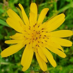 Photographie n°2426507 du taxon Tragopogon pratensis L. [1753]