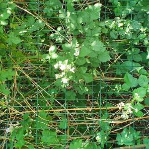 Photographie n°2426520 du taxon Rubus  div. sp.