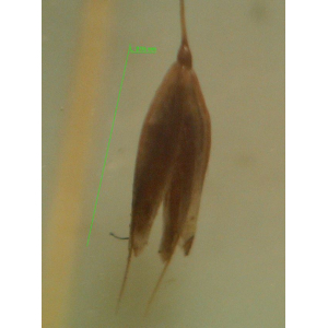 Molineriella laevis (Brot.) Rouy (Molinèria lleugera)