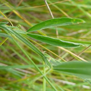 Photographie n°2426583 du taxon Lathyrus hirsutus L.