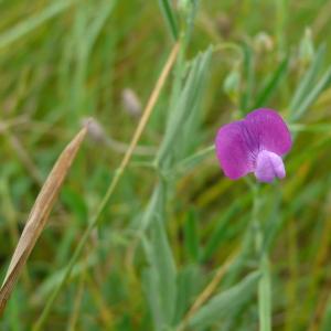 Photographie n°2426584 du taxon Lathyrus hirsutus L.