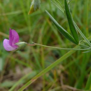 Photographie n°2426587 du taxon Lathyrus hirsutus L.