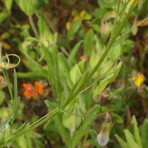 Photographie n°2426617 du taxon Vicia tetrasperma (L.) Schreb. [1771]