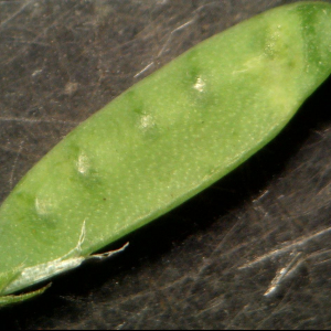 Photographie n°2426621 du taxon Vicia tetrasperma (L.) Schreb. [1771]
