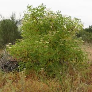 Photographie n°2426643 du taxon Sambucus nigra L. [1753]