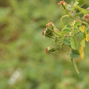 Photographie n°2426647 du taxon Rosa agrestis Savi [1798]