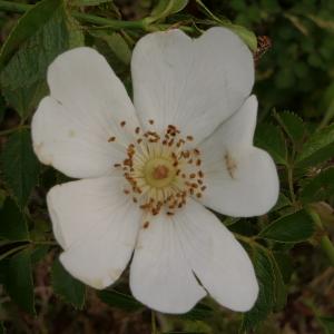 Photographie n°2426649 du taxon Rosa agrestis Savi [1798]