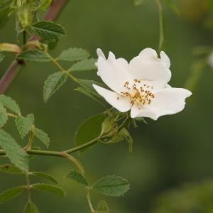 Photographie n°2426650 du taxon Rosa agrestis Savi [1798]