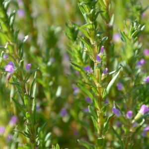 Photographie n°2426657 du taxon Lythrum hyssopifolia L. [1753]