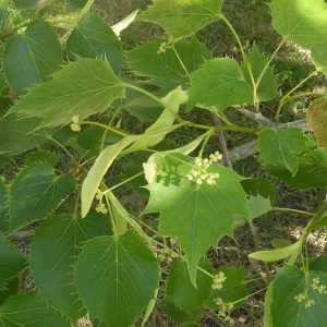 Tilia henryana Szyszyl.