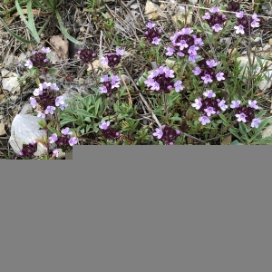 Photographie n°2426700 du taxon Thymus alpestris Tausch ex A.Kern. [1881]