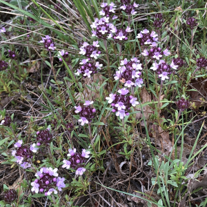  - Thymus alpestris Tausch ex A.Kern. [1881]