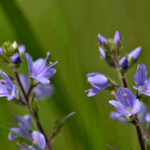 Photographie n°2426707 du taxon Veronica officinalis L. [1753]