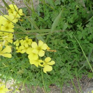 Photographie n°2426716 du taxon Oxalis pes-caprae L.