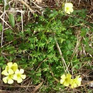 Photographie n°2426718 du taxon Oxalis pes-caprae L.