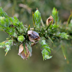 Photographie n°2426741 du taxon Ulex europaeus L. [1753]