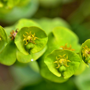 Photographie n°2426748 du taxon Euphorbia amygdaloides L. [1753]