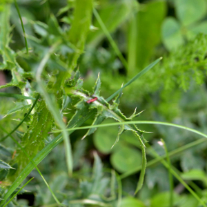 Photographie n°2426761 du taxon Carduus defloratus L. [1759]