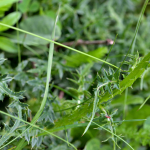 Photographie n°2426762 du taxon Carduus defloratus L. [1759]