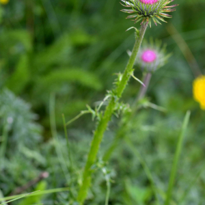 Photographie n°2426763 du taxon Carduus defloratus L. [1759]