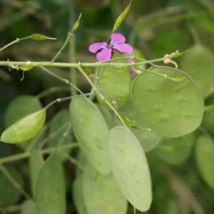 Photographie n°2426791 du taxon Lunaria annua L.