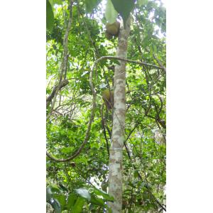artocarpus heterophyllus 20171020 mont choungi (103).jpg