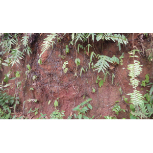 phymatosorus scolopendria 20171030 mont combani (60).jpg