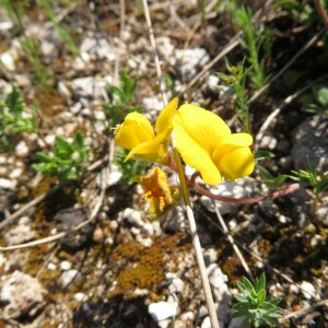 Photographie n°2427071 du taxon Argyrolobium zanonii (Turra) P.W.Ball