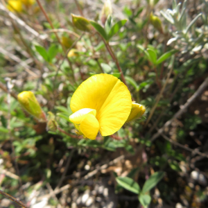 Photographie n°2427072 du taxon Argyrolobium zanonii (Turra) P.W.Ball