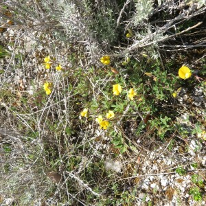 Photographie n°2427074 du taxon Argyrolobium zanonii (Turra) P.W.Ball