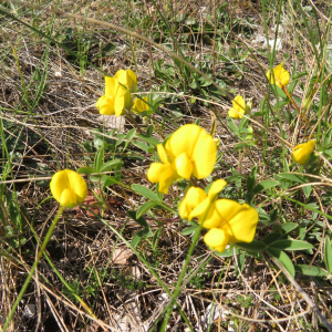 Photographie n°2427076 du taxon Argyrolobium zanonii (Turra) P.W.Ball