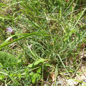 Photographie n°2427088 du taxon Carduncellus mitissimus (L.) DC.