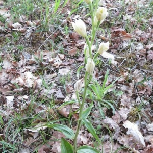 Photographie n°2427098 du taxon Cephalanthera damasonium (Mill.) Druce