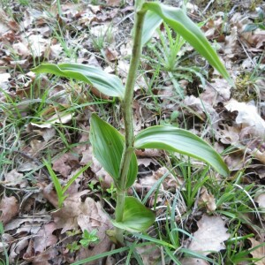  - Cephalanthera damasonium (Mill.) Druce