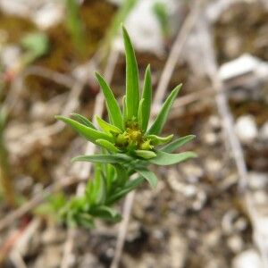  - Euphorbia exigua L. [1753]