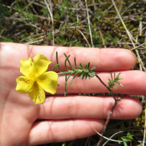 Photographie n°2427120 du taxon Fumana procumbens (Dunal) Gren. & Godr.