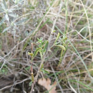 Photographie n°2427126 du taxon Genista pilosa L.