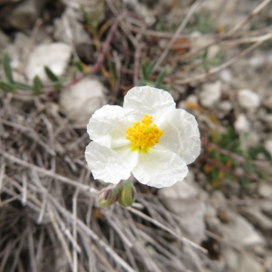 Photographie n°2427143 du taxon Helianthemum apenninum (L.) Mill.