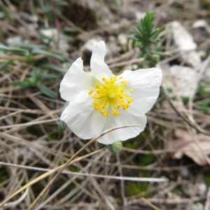 Photographie n°2427154 du taxon Helianthemum apenninum (L.) Mill.