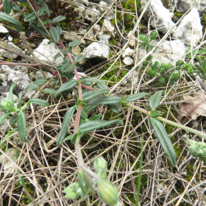 Photographie n°2427155 du taxon Helianthemum apenninum (L.) Mill.