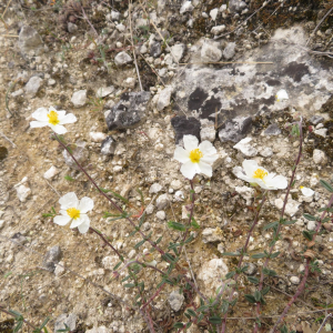 Photographie n°2427156 du taxon Helianthemum apenninum (L.) Mill.