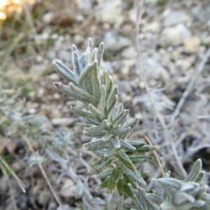 Photographie n°2427162 du taxon Helichrysum stoechas (L.) Moench