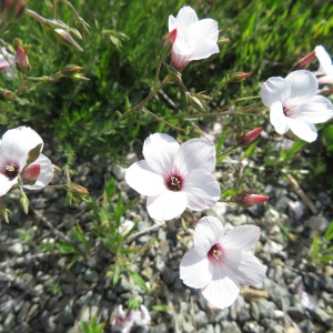 Photographie n°2427164 du taxon Linum tenuifolium L.