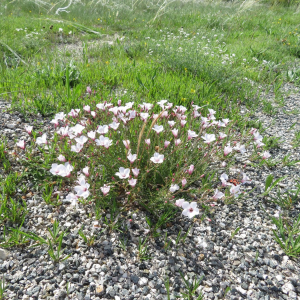 Photographie n°2427169 du taxon Linum tenuifolium L.