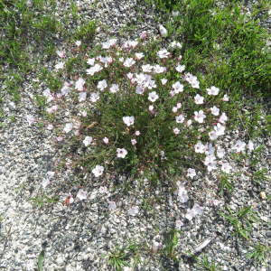 Photographie n°2427173 du taxon Linum tenuifolium L.