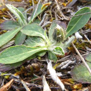 Photographie n°2427185 du taxon Pilosella officinarum Vaill.