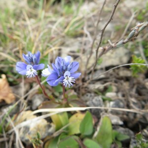  - Polygala calcarea F.W.Schultz