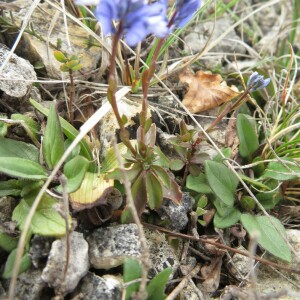  - Polygala calcarea F.W.Schultz